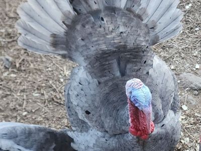 blue slate turkey tom