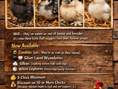 Here a Chick, There a Chick!