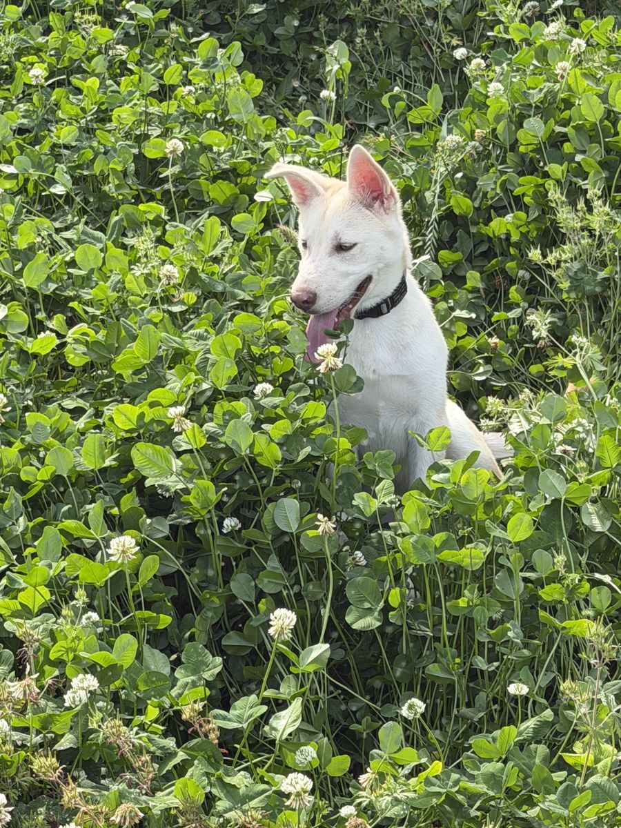 20 Week Old Male Husky Puppy (Isabella color)