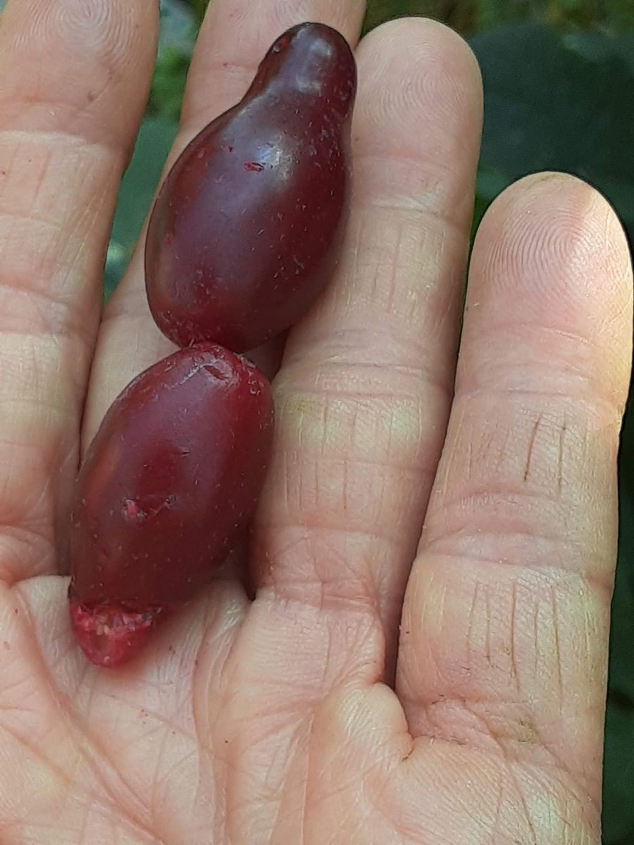 Hurry order Hardy Apricot,  Almond,,, Berry Bushes, Grape and Mulberry, herbs, bareroot & potted or you dig Ready to plant