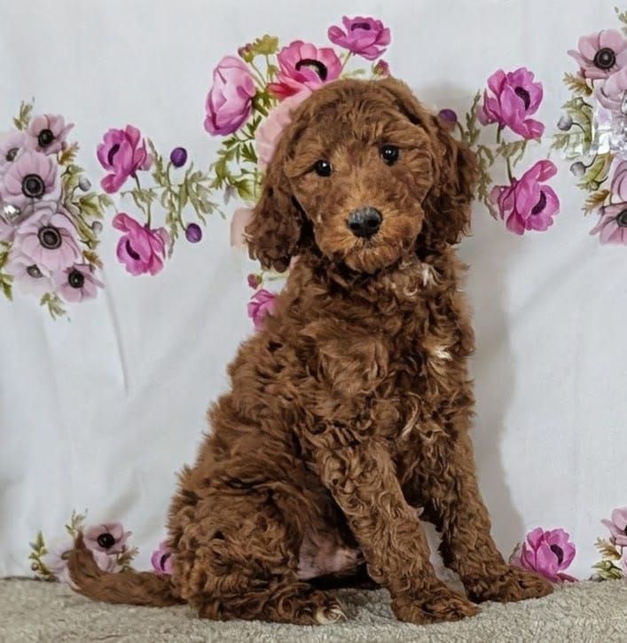 Boy Hummer - Mini Goldendoodle $1500