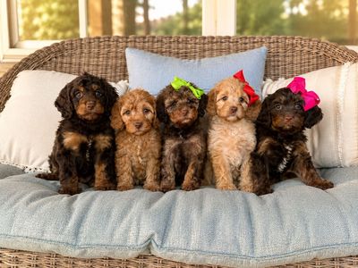 Chocolate/Brown Cavapoo Stud! 12lb and Gorgeous!