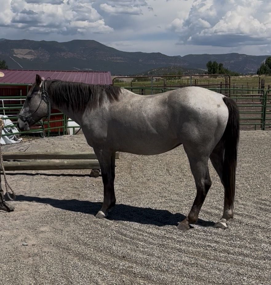 4 Yr old 1/4 Draft Gelding