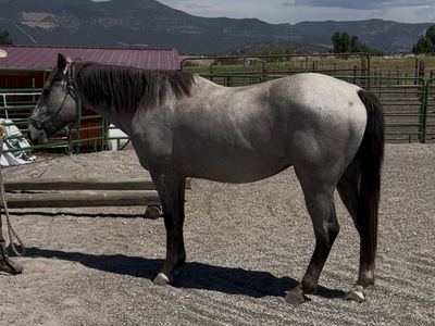 4 Yr old 1/4 Draft Gelding
