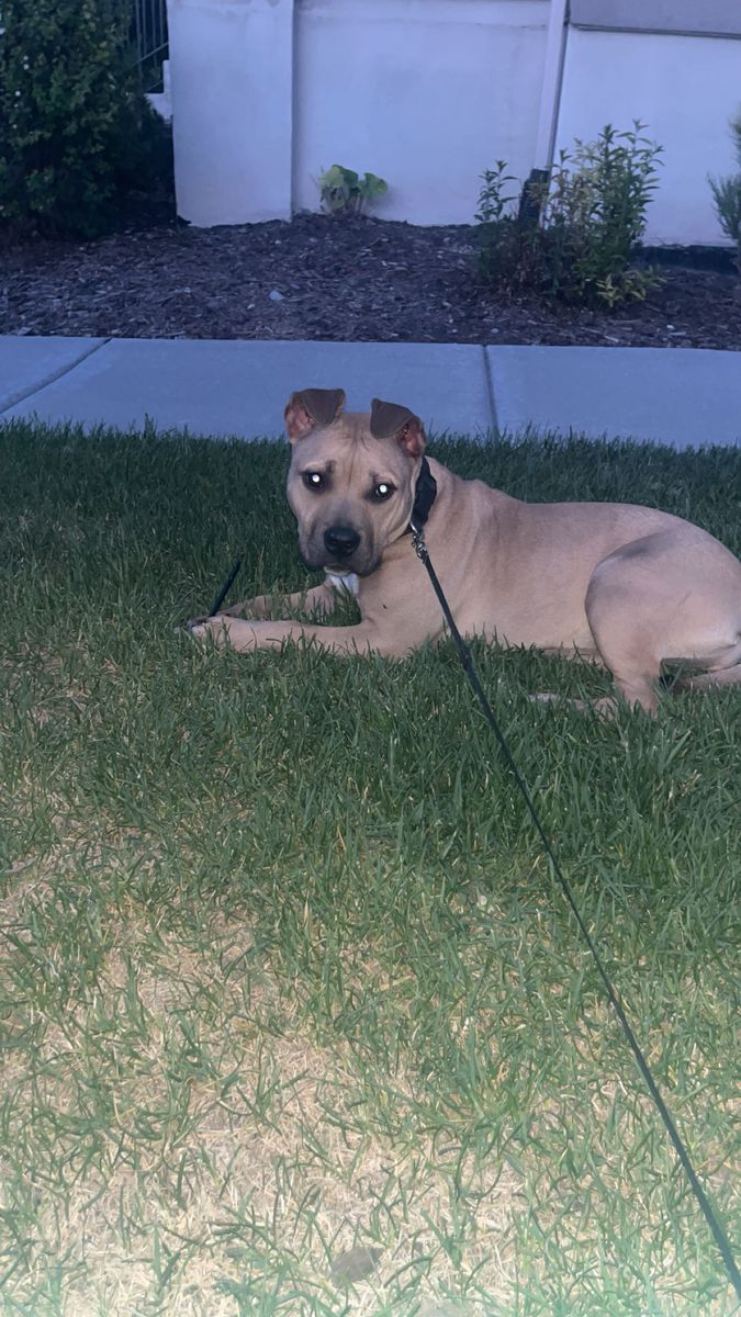 8 month old Pitbull Puppy