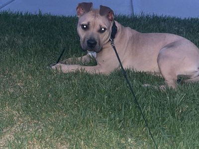 8 month old Pitbull Puppy