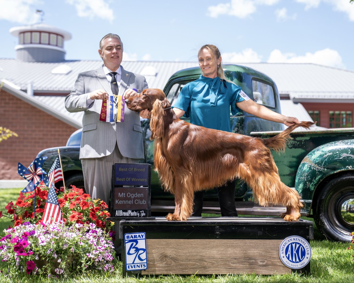 Champion bred Irish setter puppies