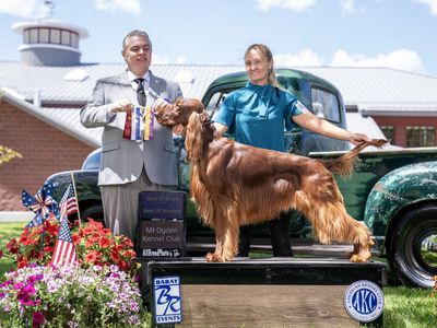 Champion bred Irish setter puppies