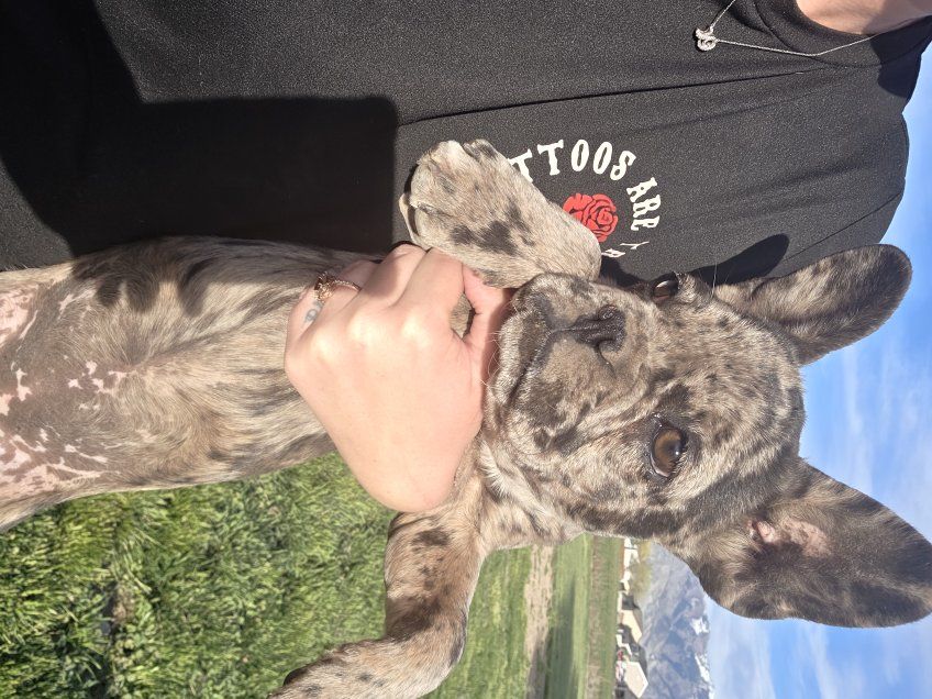 female French Bulldog puppy