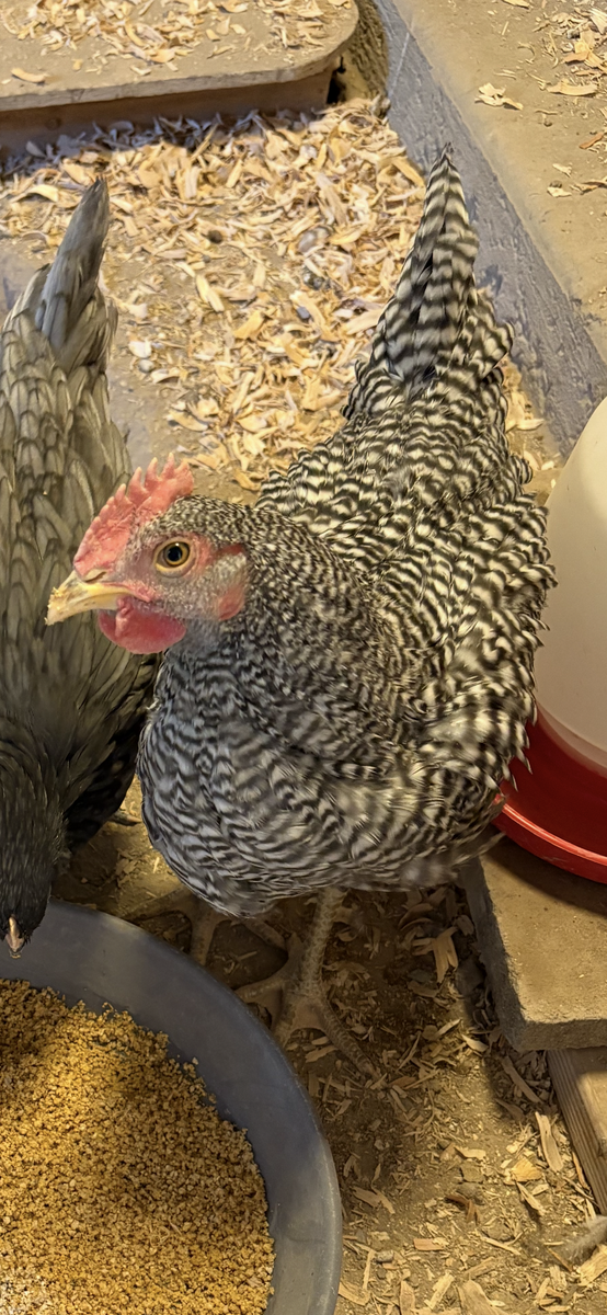Chicken/Rooster