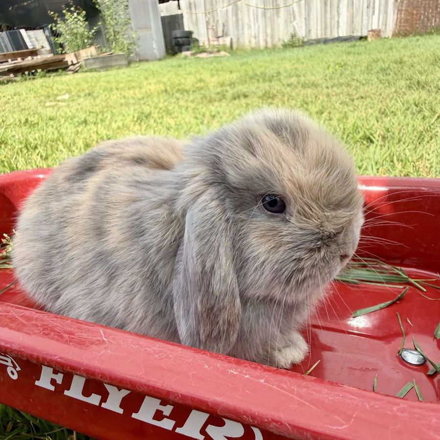 Holland Lop Buck *CAN MEET ON THE WAY SALT LAKE ON 7/17*