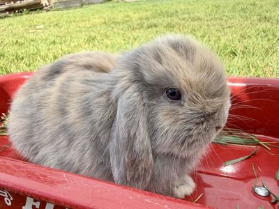 Holland Lop Buck *CAN MEET ON THE WAY SALT LAKE ON 7/17*