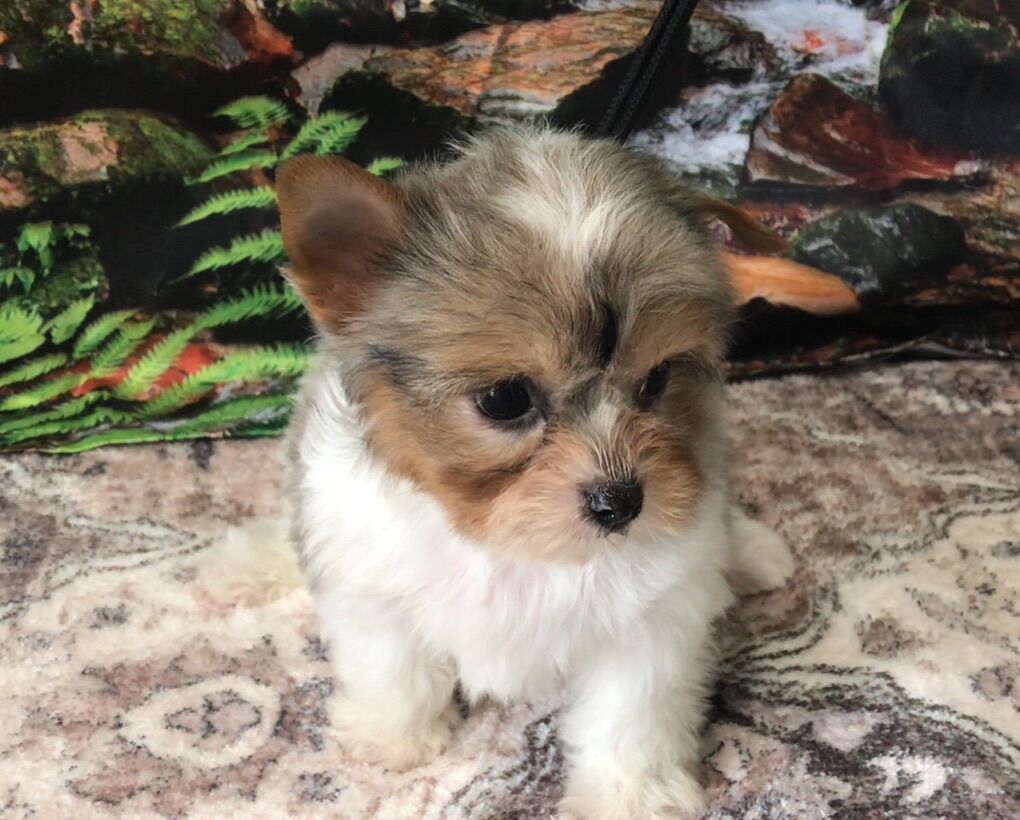 Scout Blue Merle Yorkie Puppy Yorkshire Terrier