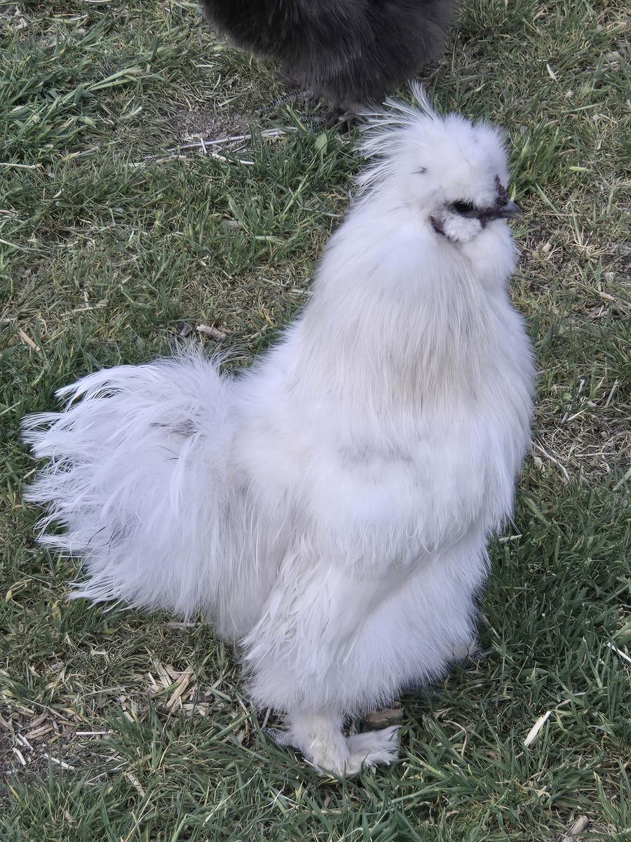 Silkie Rooster - Free