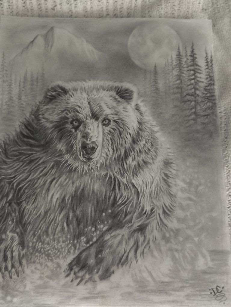 Grizzly Bear Pencil Drawing Wildlife Art Illustration