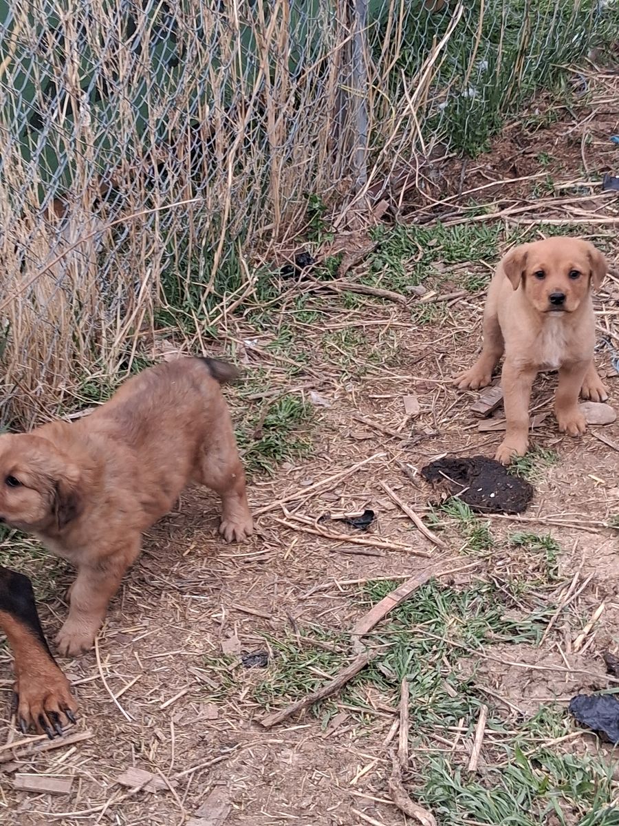 Rottweiler/ Pyrenees puppies