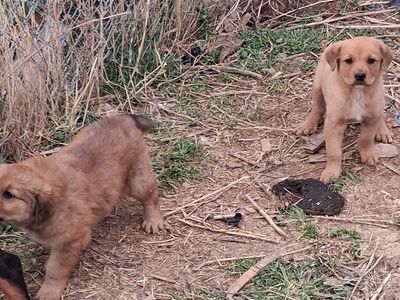 Rottweiler/ Pyrenees puppies