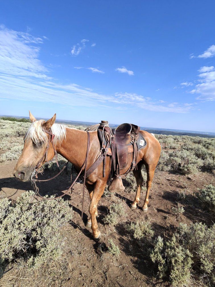 14 year old Palimino Gelding