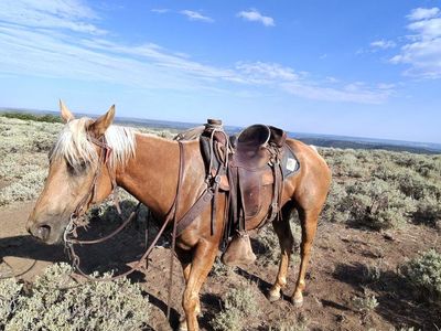 14 year old Palimino Gelding