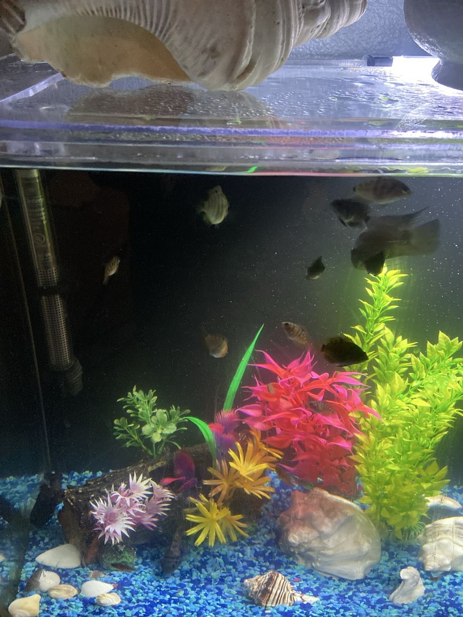 Convict fish