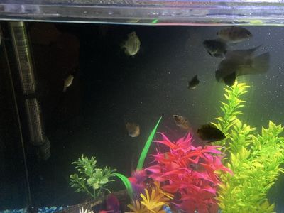 Convict fish