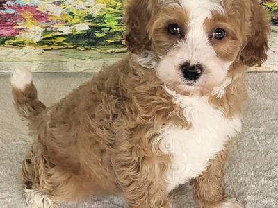 Micro Bernedoodle – Girl Mango ($2400)