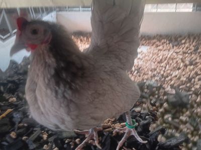 Azteca hens, got 2 really nice azteca hens for sale 1 blue 1 lemon blue.