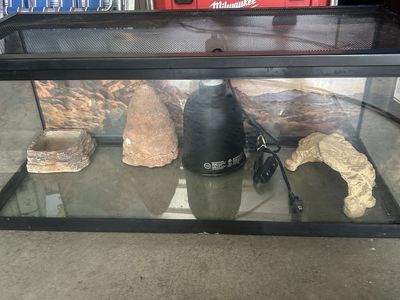 Reptile set up