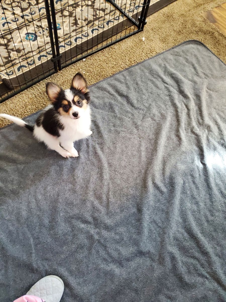 Papillion Mix Puppies