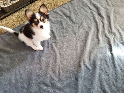 Papillion Mix Puppies