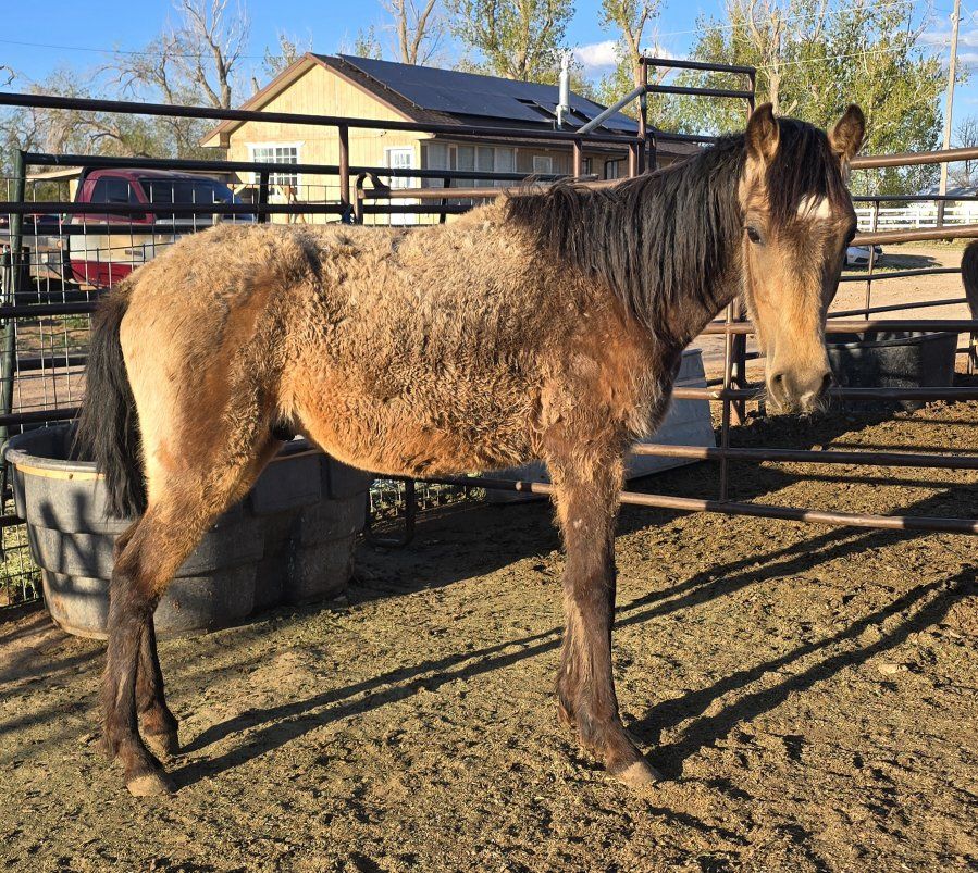 2 year old gelding