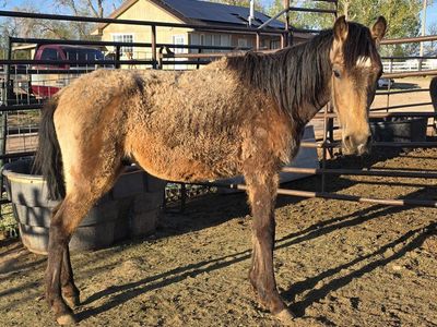 2 year old gelding