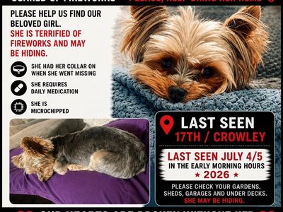 Missing Yorkie