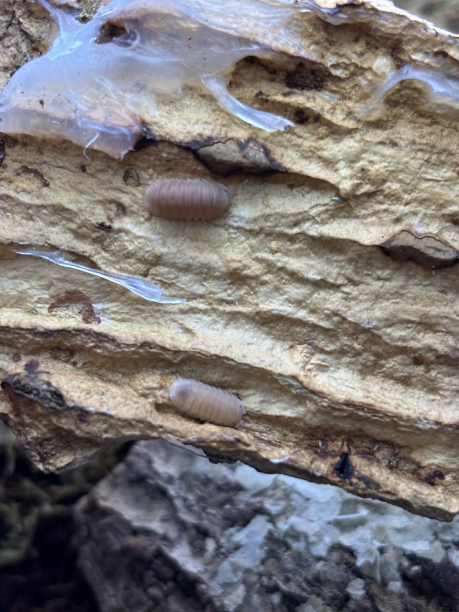 Papaya isopod culture