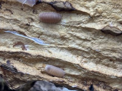 Papaya isopod culture