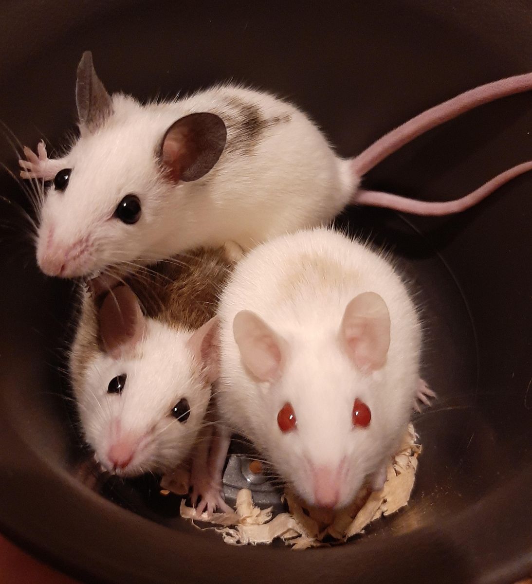 African Soft Fur Rats (ASFs) Pets or Feeders, All Sizes