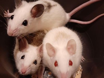 African Soft Fur Rats (ASFs) Pets or Feeders, All Sizes