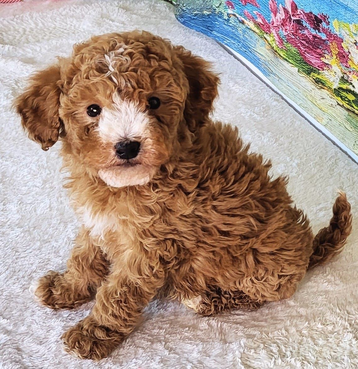 Micro Bernedoodle Boy Metis – $1800