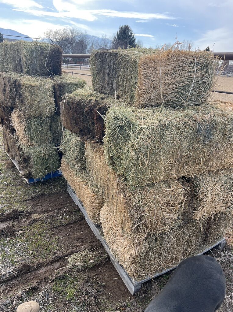 Alfalfa - Bottom Bales