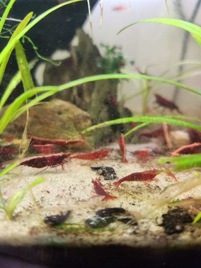 Red Cherry Shrimp