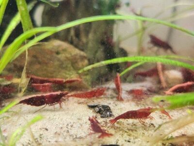 Red Cherry Shrimp