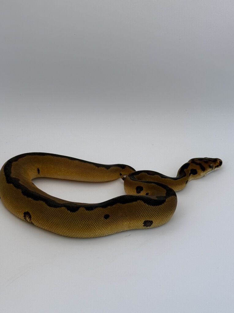 Enchi Leopard Clown Poss Spotnose F Ball python