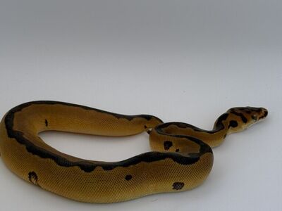 Enchi Leopard Clown Poss Spotnose F Ball python