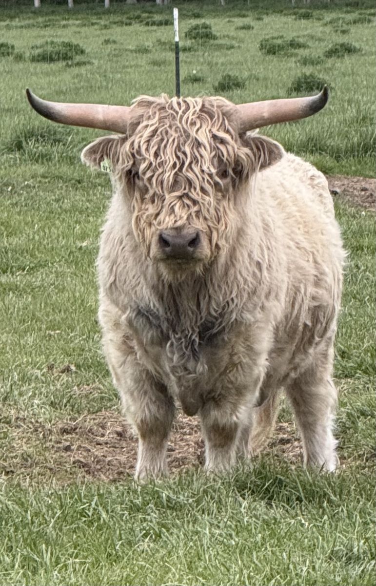 Mini Midsize Highland Cattle Bull - Healthy & Ready for Breeding
