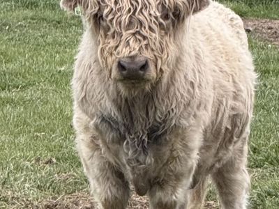 Mini Midsize Highland Cattle Bull - Healthy & Ready for Breeding