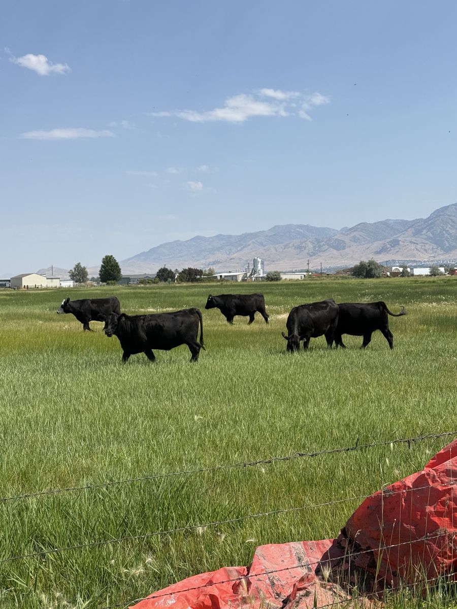 40 Bred Replacement Heifers – Really Nice Set