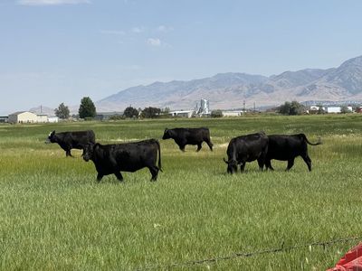 40 Bred Replacement Heifers – Really Nice Set