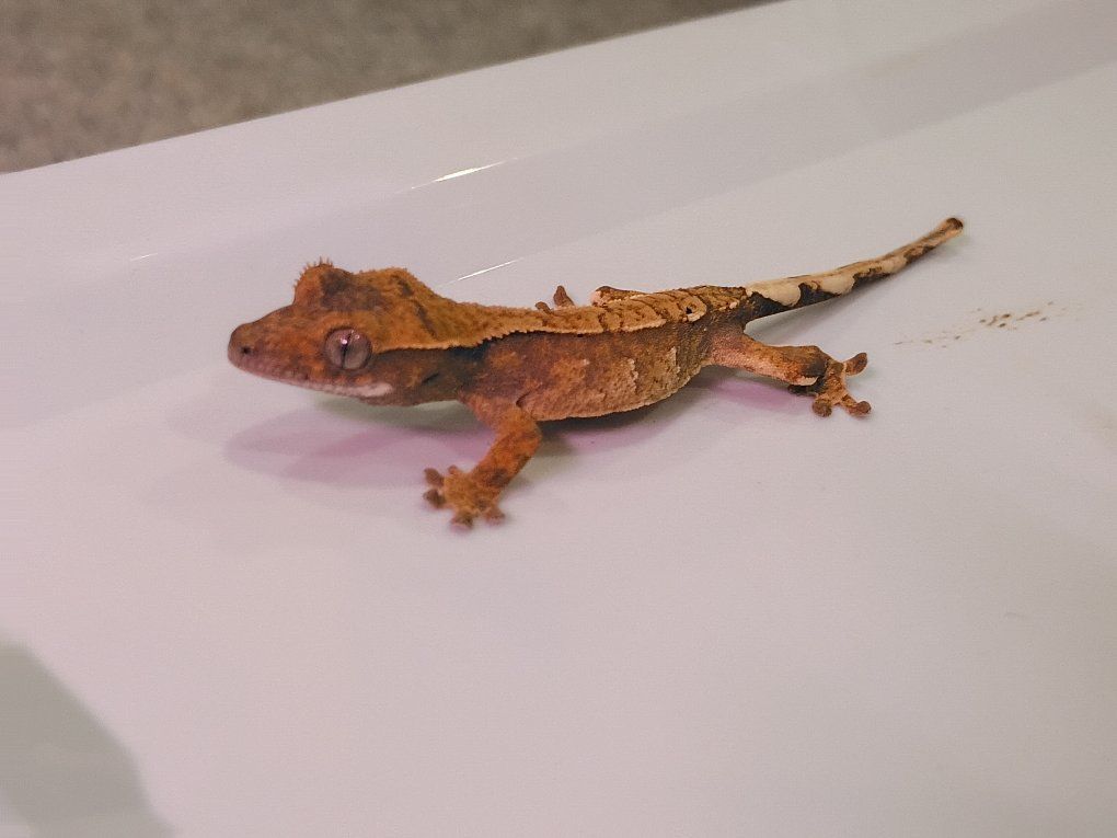 juvenile crested gecko