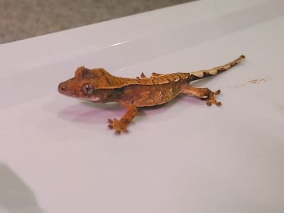 juvenile crested gecko