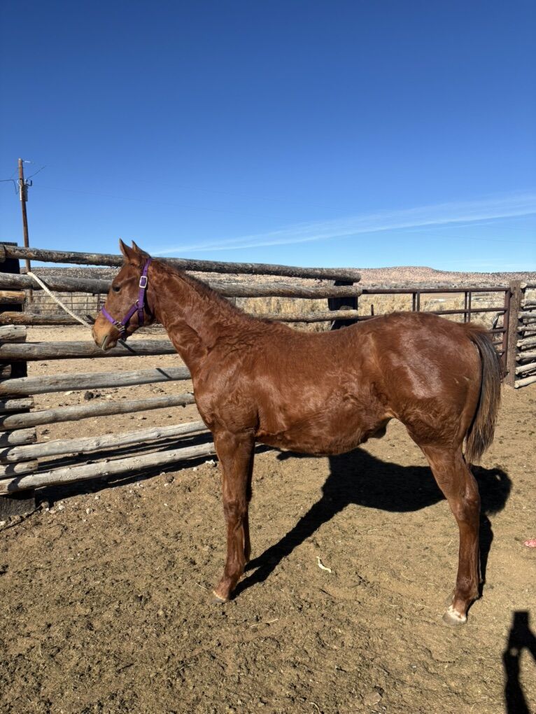 2025 Race Bred Filly Wyoming Race Accredited